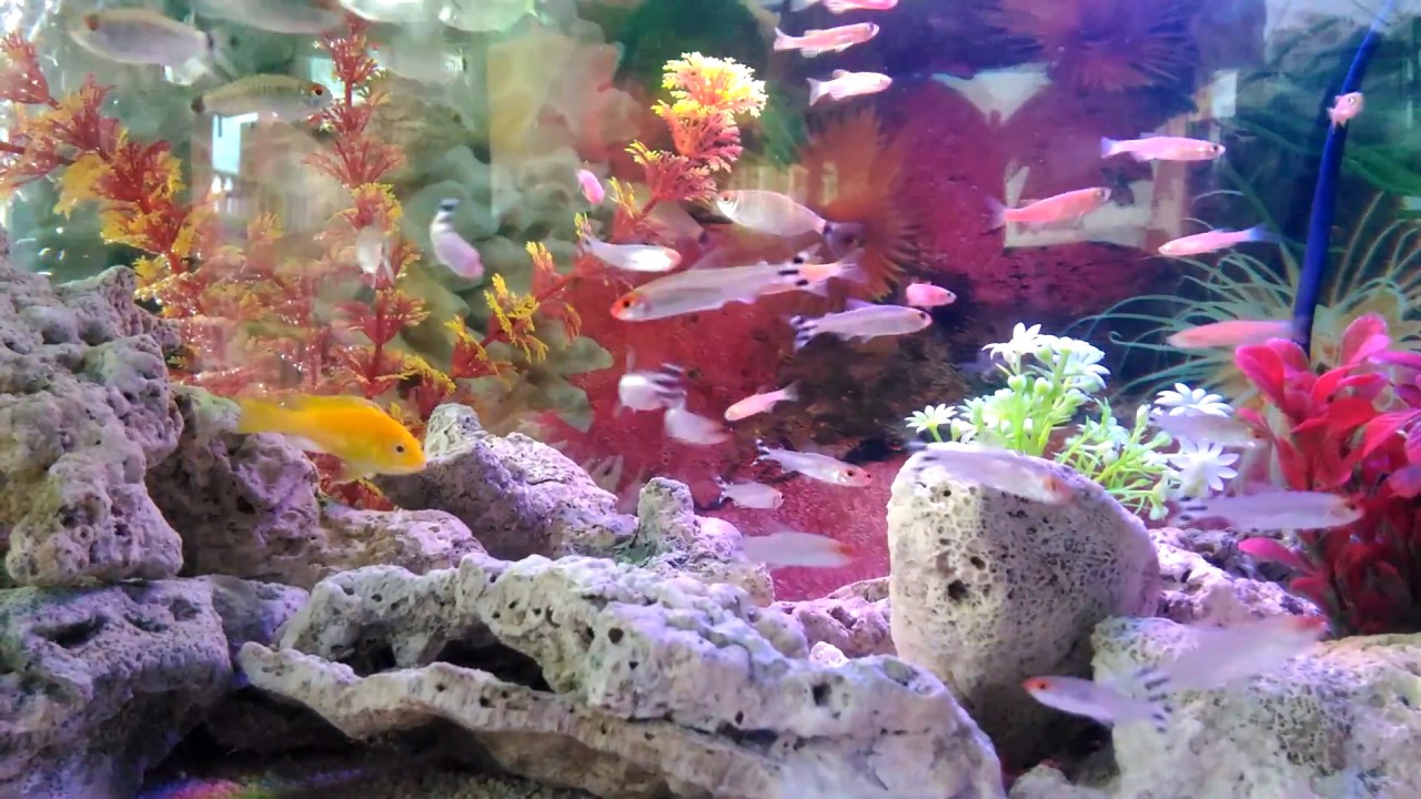 Aquarium: Ikan hias PINK ZEBRA & RED NOSE (cantiknya...) 