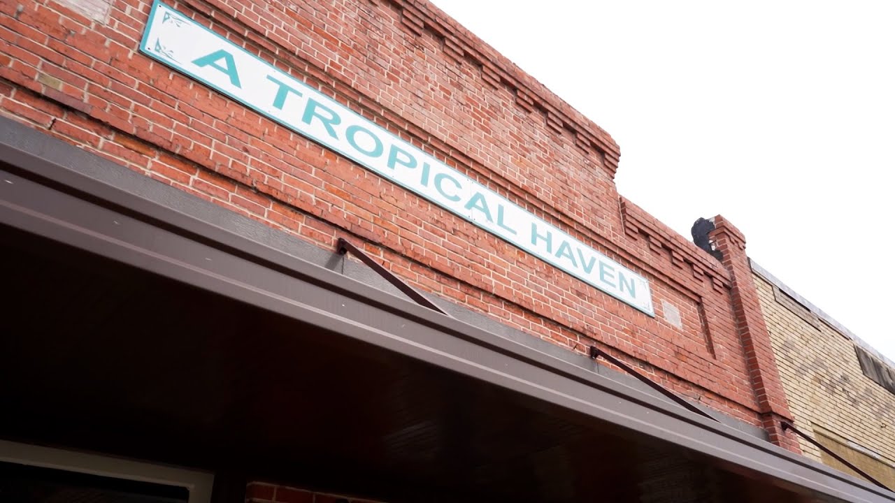 Discover Downtown - A Tropical Haven