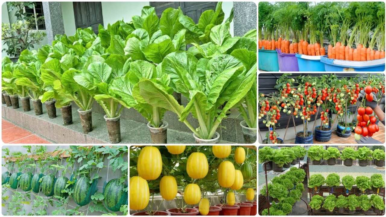 أسرار زراعة الأسطح سهلة وبسيطة 🏡🌱: دليل مبتدئين خطوة بخطوة