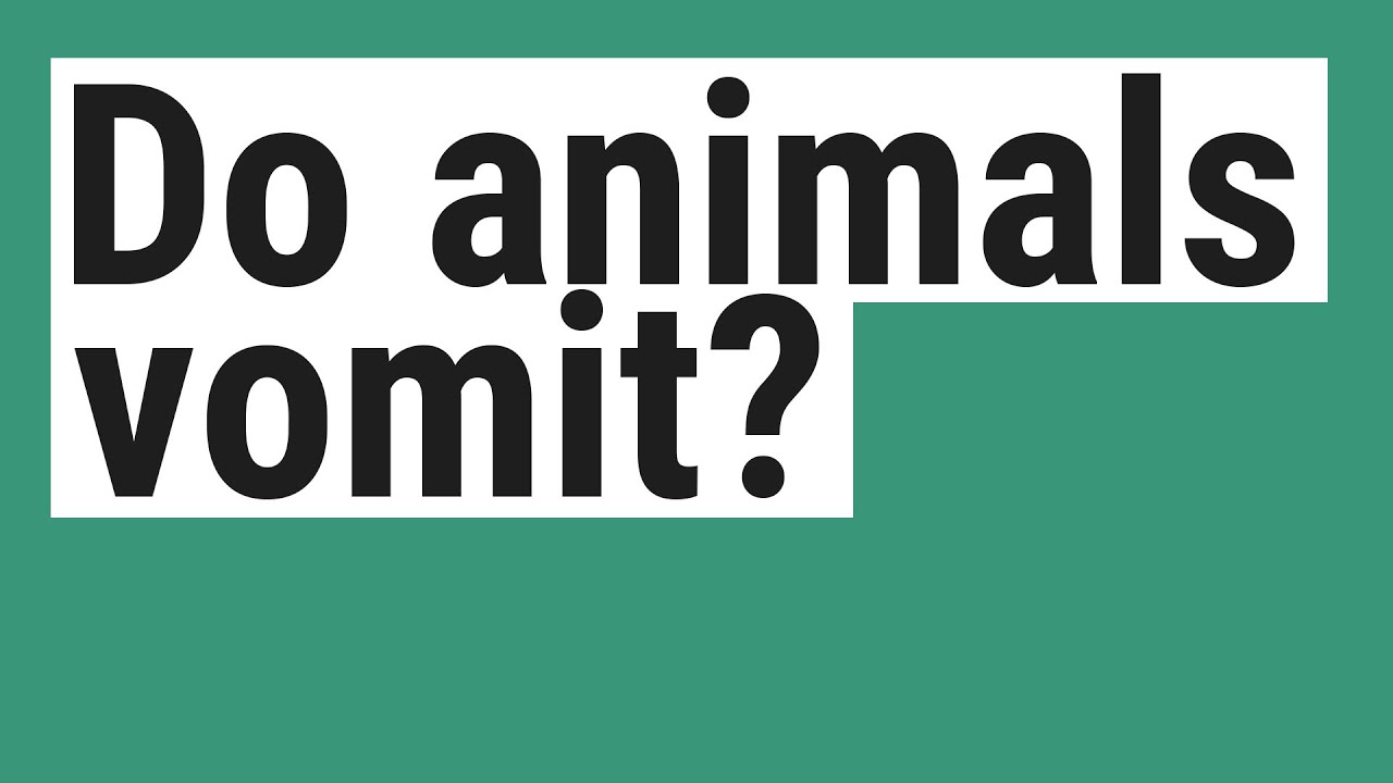 Do animals vomit? YouTube