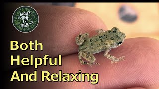 FROGS & TOADS (Extended): Soothing and Relaxing Springtime Mating Calls & Beneficial For Your Garden