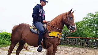 Feira de cavalos de Altinho: os melhores cavalos da feira #nordeste
