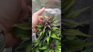weed grow