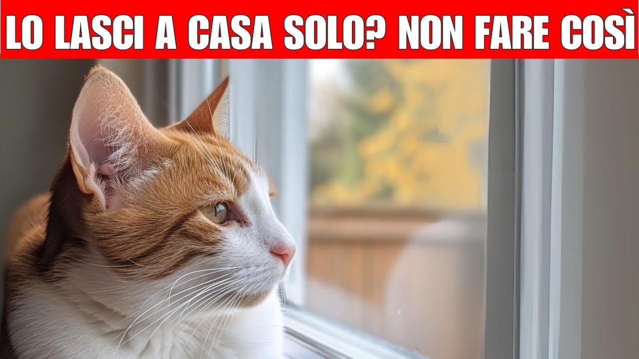 10 cose da non fare quando lasci il tuo gatto solo in casa