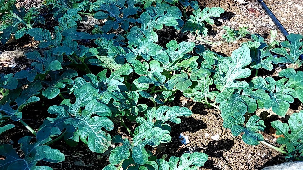 Watermelon Vines Fruiting Like Crazy - YouTube