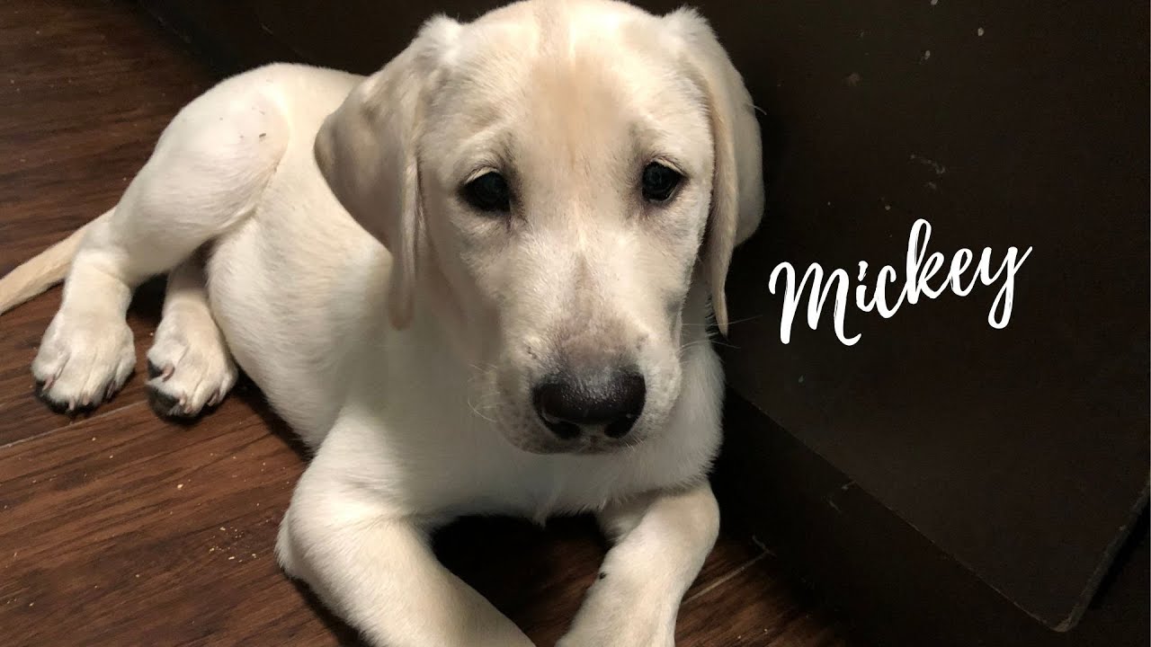 Trained White Labrador Puppy For Sale- Mickey 11 weeks