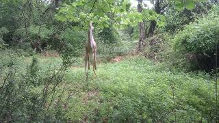 Deer Standing on Hind Legs (Full Screen)🦌🦌‼️#deer, #standing, #eating, #hindlegs