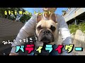 【自転車用ペットシート】バディライダーで風を感じるフレブル５兄弟