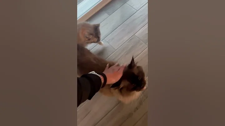 Watch the video about Arizona Cuddly Ragdoll Cats - Cute Coco Gives a Talking Welcome to Returning Traveler #shorts