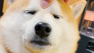 エイの裏側の顔をする柴犬