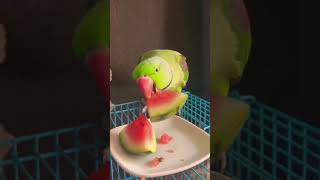 #love #viral #trending #youtubeshorts #fyp #youtube #shortvideo #shortsfeed #shorts #new #nature #yt