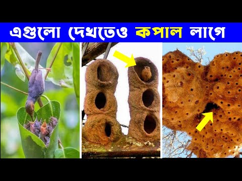 পাখিদের বাসা তৈরী যেন সব শিল্পকর্ম | Who gave this knowledge? Bird nests.