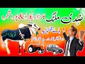 Champion zadi malang ki full history   bull race in pakistan  latest history red bulls