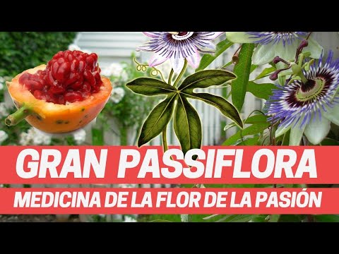 Video: Pasiflora comestible: características de cultivo y fotos