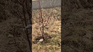 Staking the fruit trees