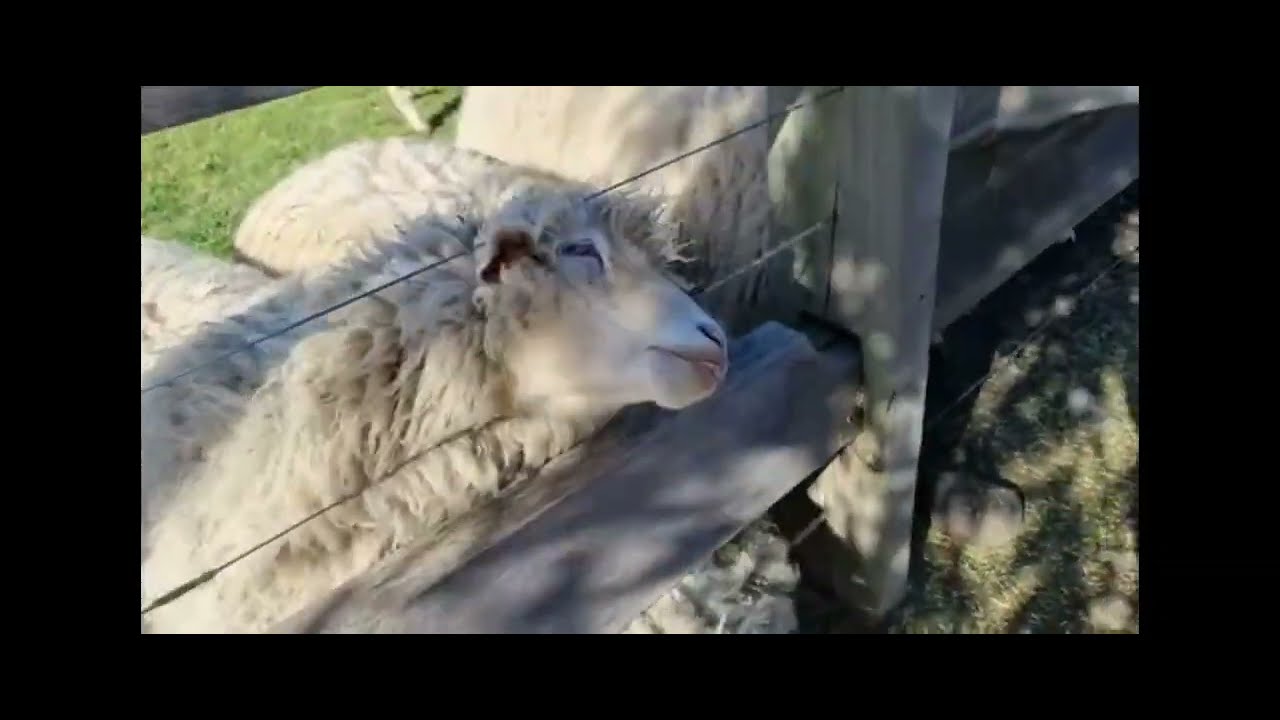 Melbourne Children's Animal Farm YouTube
