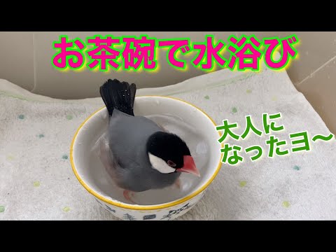 （文鳥の日常vol.61）文鳥、大人になってからのお茶碗で水浴び。飛べるようにもなったヨ！