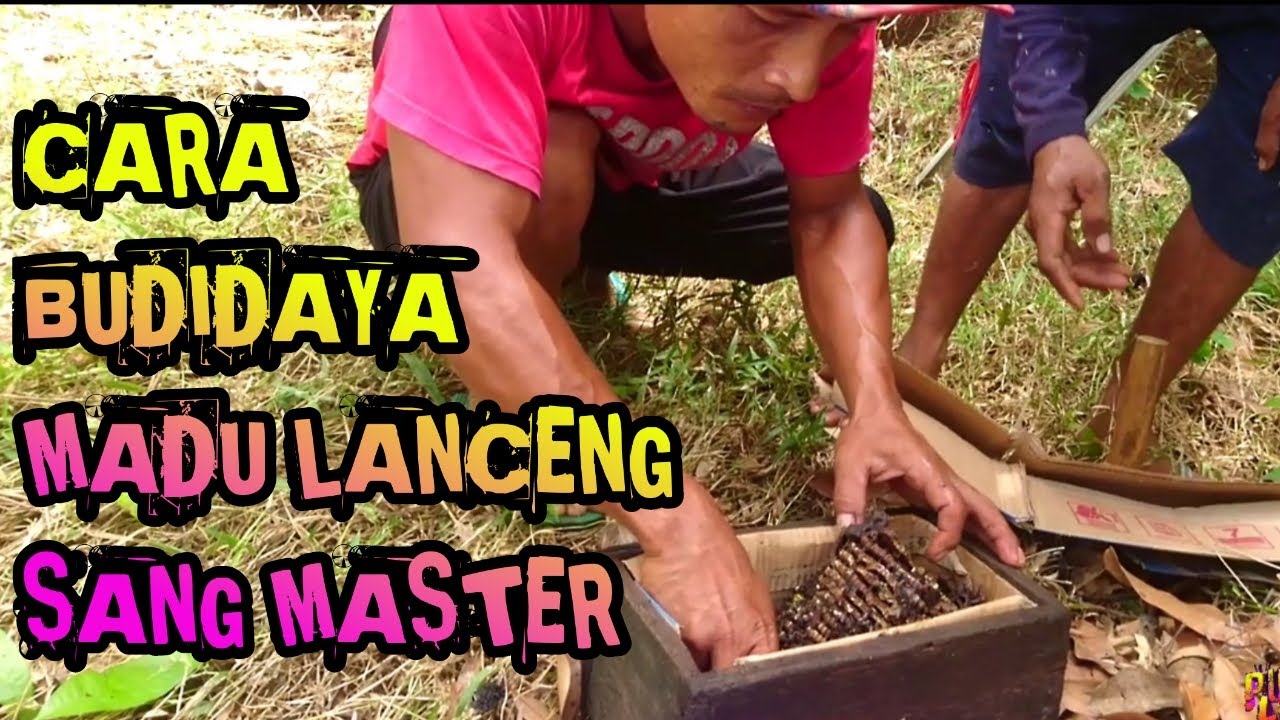 Cara budidaya madu klanceng bersama sang master 