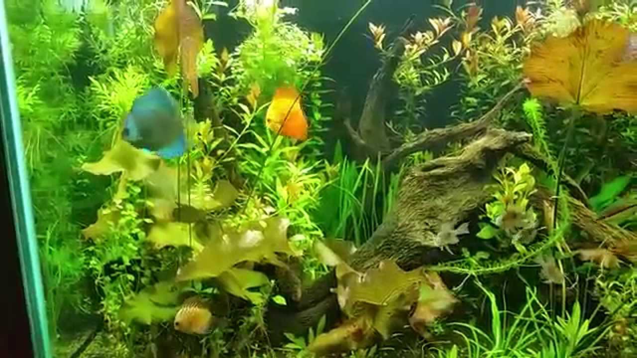 Discus tank new driftwood YouTube