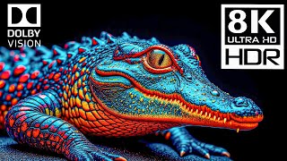 Special Oled Test- 8K Video Ultra Hd 240Fps 8K Hdr Dolby Vision 4K8K Tv