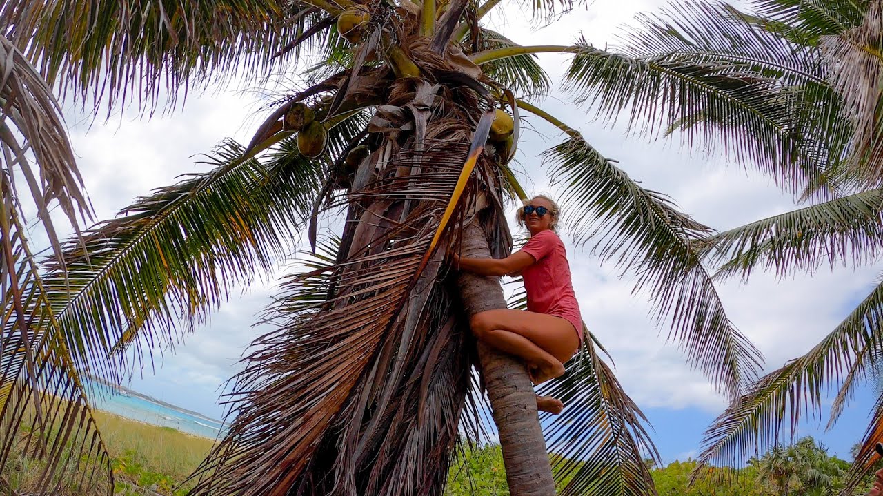 Girls Climb For Coconuts…Do We Fall? More SPEARFISHING In Deep Waters! [S2:E52]