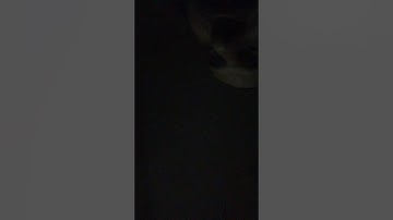 ‏سورة الأنبياء من 82 إلى 112 من صفحة 329 إلى 331 مازن زامل
