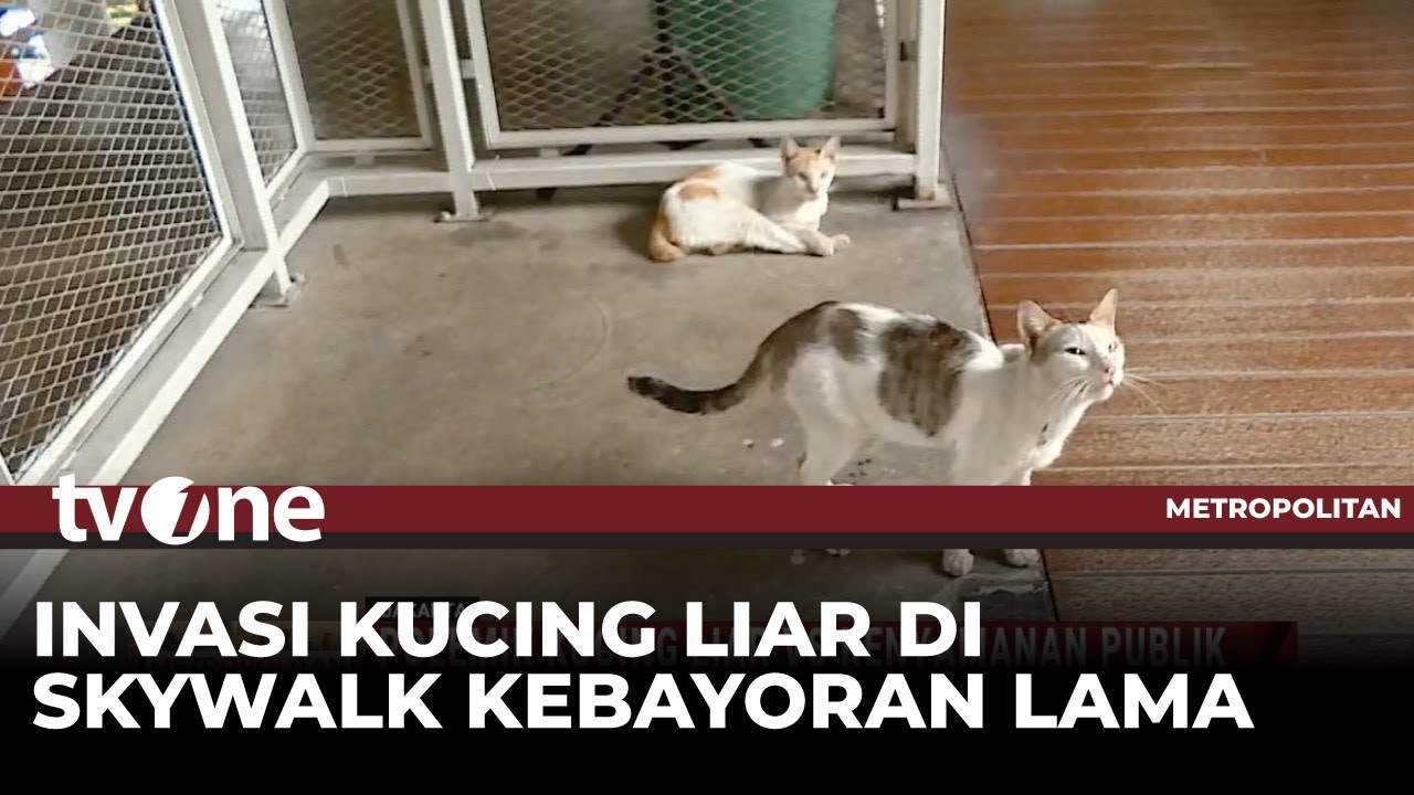 Skywalk Kebayoran Berbenah, Bersih-bersih Kotoran Kucing Ganggu Kenyamanan Publik | tvOne