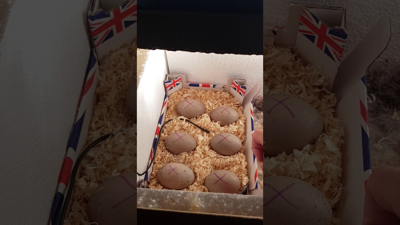 Homemade/diy incubator for duck eggs YouTube