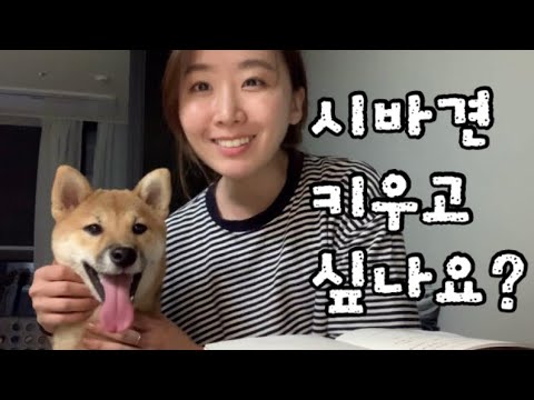   시바견 키우고 싶으세요 시바견 분양전에 꼭 알아두세요