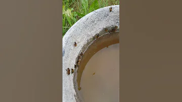 Как пчёлы пьют воду.