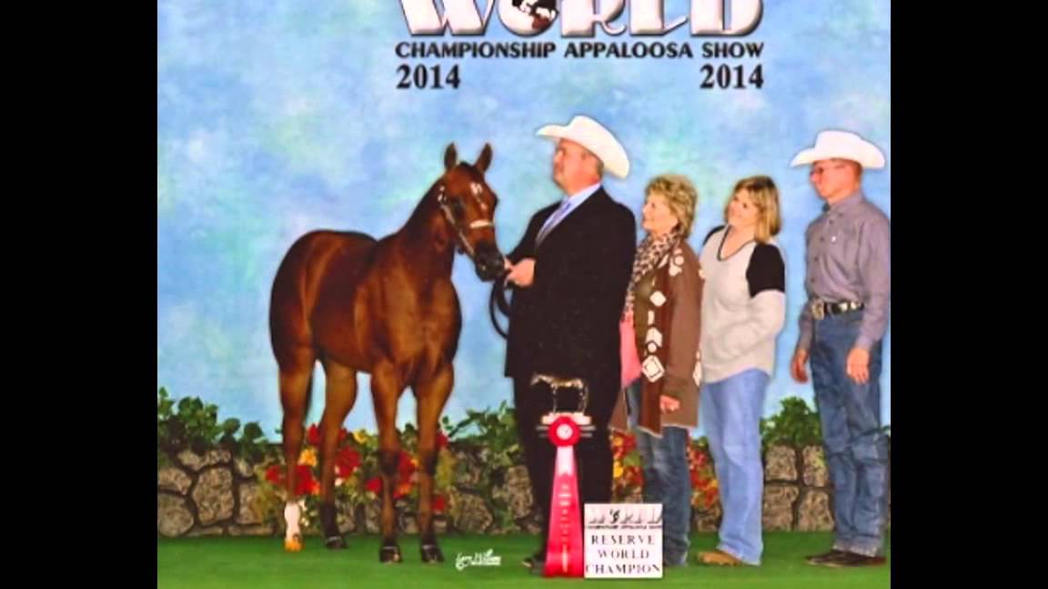 Appaloosa Stallion at Stud in Kentucky The Secret Pardon YouTube