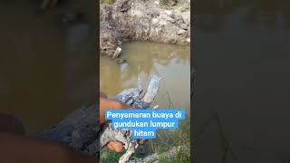 Crocodile disguise in black mud mound #crocodile #comedy #fishing #fish #viral #fyp #fyp viral