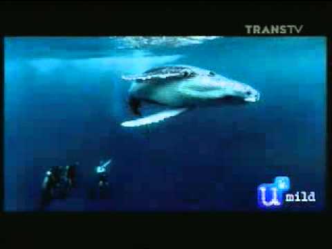 Transtv U Mild