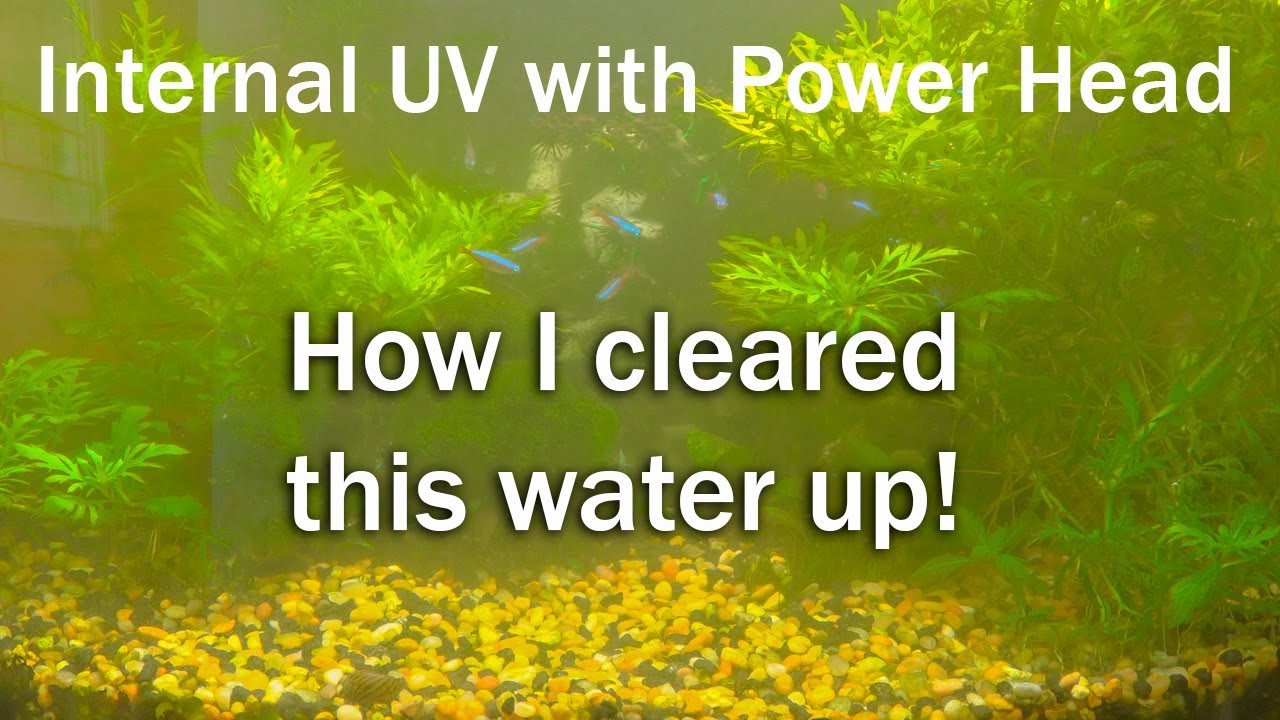 Aquarium Cloudy Water Fixed, Green Killing Machine Review and results