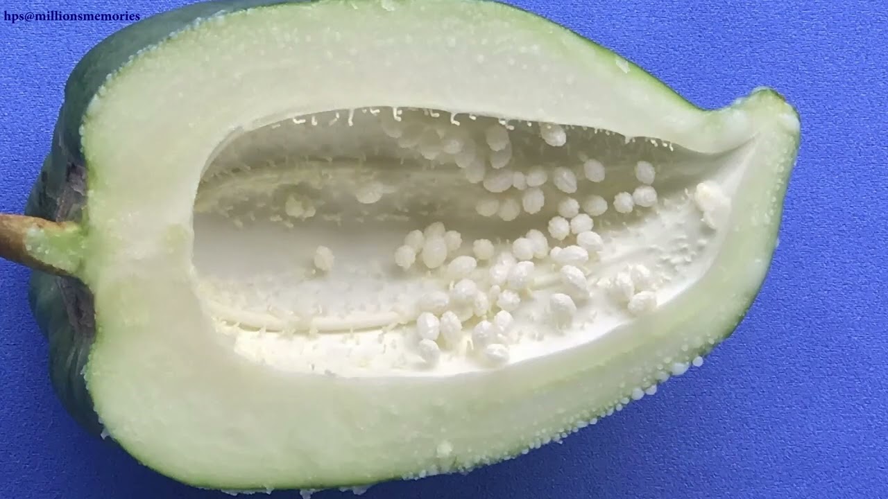 Green Papaya Fruit (Tropical) 