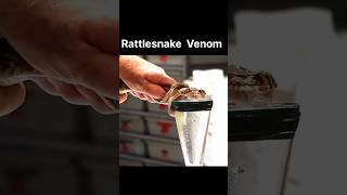 Deadly Rattlesnake Strike | Rattlesnake | Snake | Snake Video | Russell viper | King cobra #india