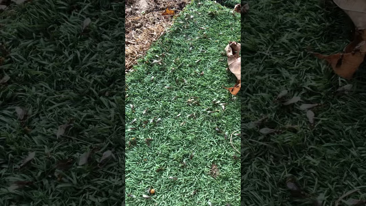 Flying ants invade beehive - YouTube