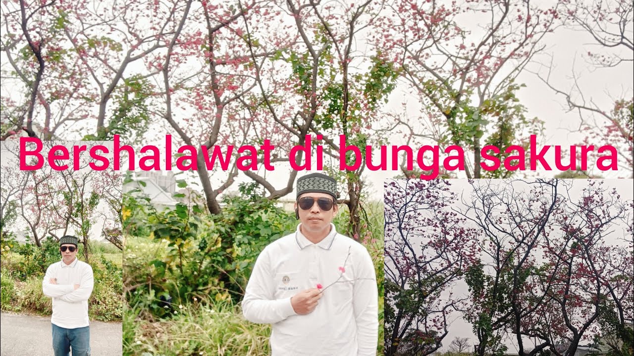BERSHALAWAT DI BUNGA SAKURA 