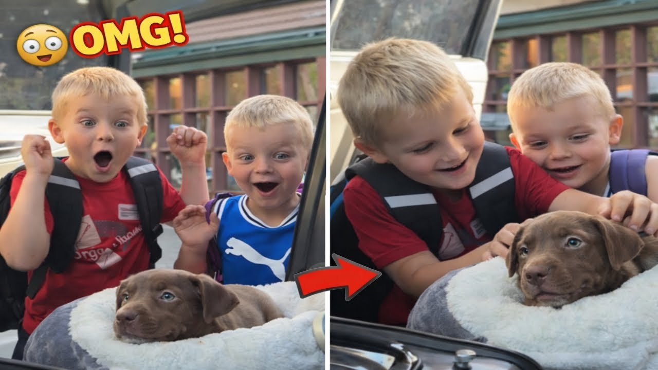 Они весь год просили щенка… Рождество исполнило их желание 🎄💖 | Новый щенок-сюрприз