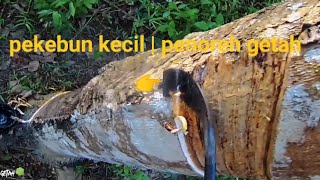 Pekebun kecil | penoreh getah
