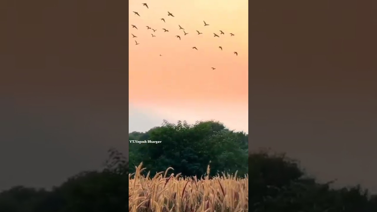 panthi status video || guru ghasidas baba status || satnami baghwa ||