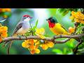 The Ultimate Reset Birdsong Piano For Stress Free Focus The Ultimate Reset Birdsong Piano For Stress Free Focus