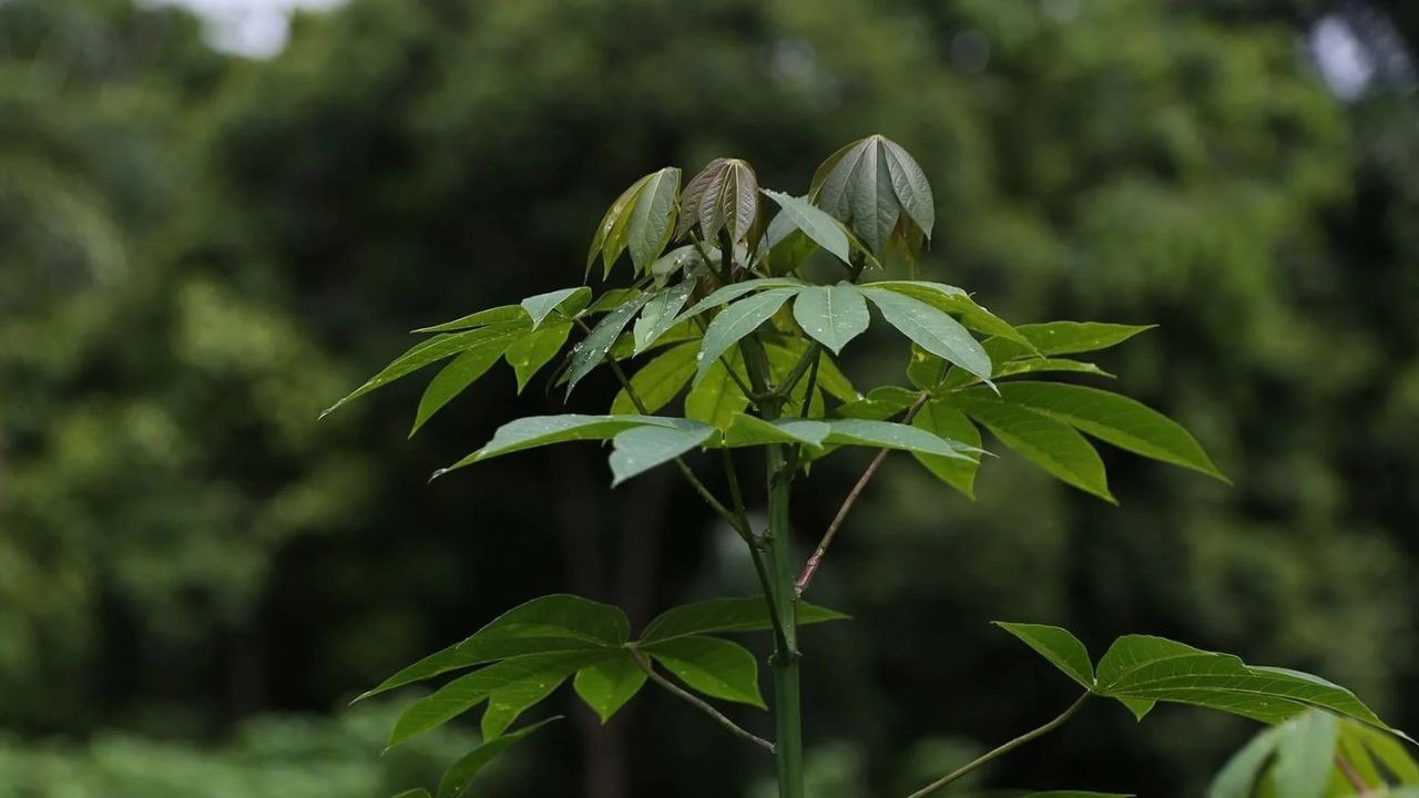 Top 10 Medicinal Plants Of The Amazon YouTube