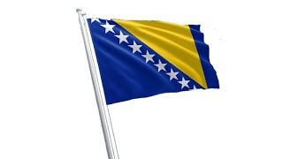 Bosnia Cat and Co.