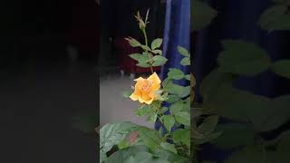 Download Lagu Yellow Rose #dj #lukanegara #kareranotochi MP3