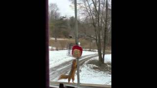 Pesky squirrels eating the bird feed.