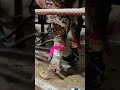 Day 4"Bucket FullCow Milk Satisfying Video!" #KoreanCow#MilkProduction#DairyFarming#60LitersMilk