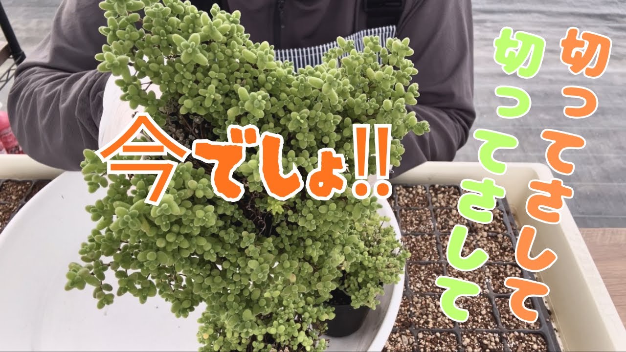 多肉植物　アガベ　実生　天芽　青肌　 未来希望SSS級美株 多肉植物】増やすの今‼︎2026年6月18日 - YouTube