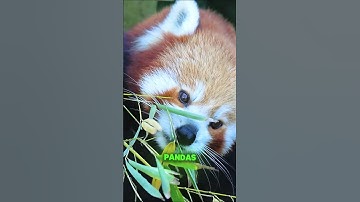 Meet the adorable red panda 🐾🌿 Climbing trees and stealing hearts! ❤️🐼