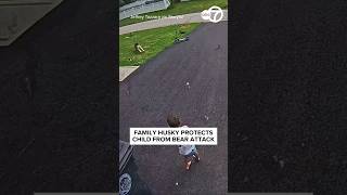 Family husky protects child from bear attack